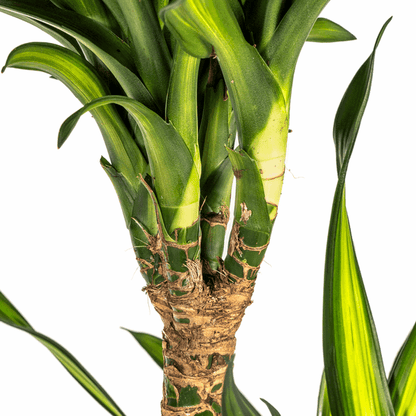 Dracaena Deremensis Rikki - Drachenbaum - Zimmerpflanze - Ø24cm - ↕130-150cm 