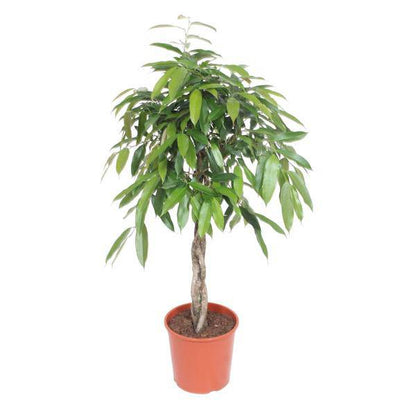 Ficus Amstel King – Schmalblättriger Gummibaum – 140 cm hoch – Ø30 cm – Zimmerpflanze mit geflochtenem Stamm – Pflegeleicht & luftreinigend – Ideal für Wohnzimmer & Büro 