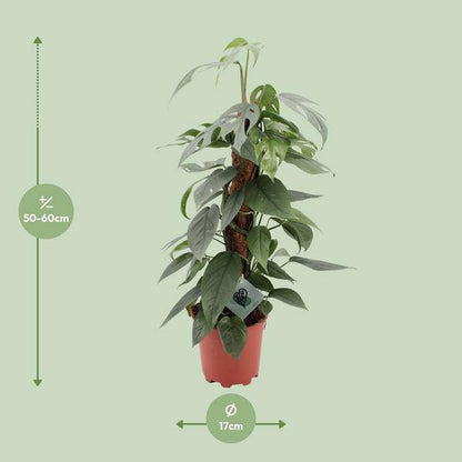 Efeutute - Epipremnum Pinnatum Cebu Blau - Zimmerpflanze - Ø17cm - ↕60cm 