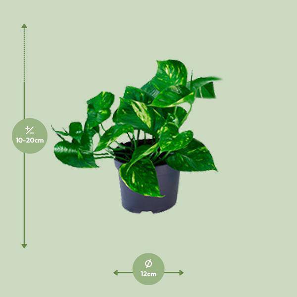 Efeutute – Epipremnum aureum – Ø12cm x H20cm – Schnelle & pflegeleichte Zimmerpflanze – Kletter- oder Hängepflanze – Luftreinigend – Im Pflanztopf – Direkt aus der Gärtnerei 