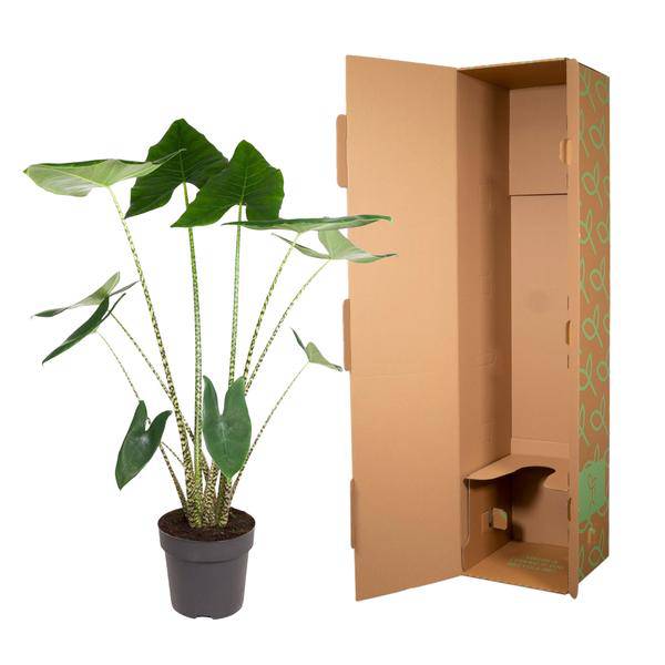 Tiger-Pfeilblatt – Alocasia Zebrina – Zimmerpflanze – 130cm – Ø32cm – tropische Grünpflanze mit Zebramuster-Stielen – dekorative Indoor-Pflanze 