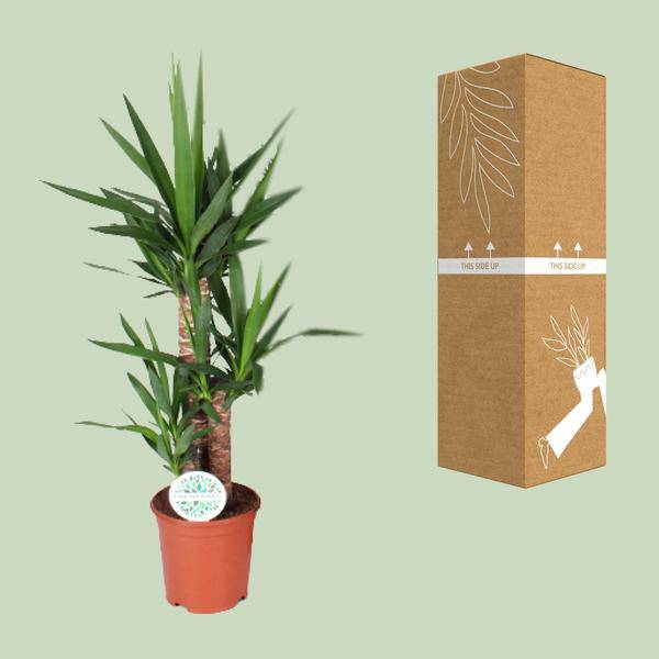 Palmlilie - Yucca - Zimmerpflanze - Ø21cm - ↕90cm 