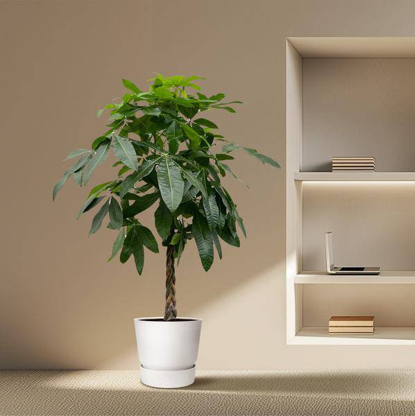 Glückskastanie – Pachira Aquatica – 180 cm hoch – Ø27 cm Topf – Geldbaum als Zimmerpflanze – Luftreinigend & pflegeleicht – Ideal für Wohnzimmer, Büro & Innenräume 
