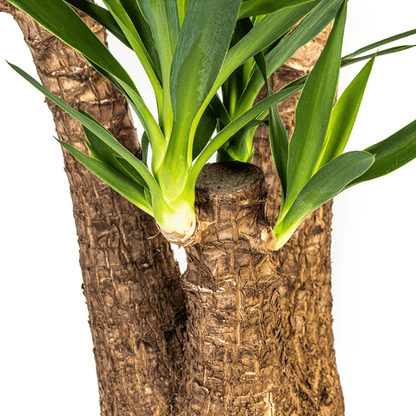 Riesen-Palmlilie - Yucca Elephantipes - Zimmerpflanze - Ø24cm - ↕90-100cm – Pflegeleicht & robust – Luftreinigend 