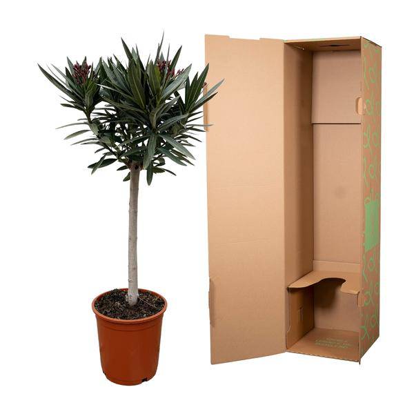 Rosenlorbeer – Nerium Oleander auf Stiel 90cm – Ø22cm – Immergrüne Kübelpflanze mit roten Blüten – Mediterrane Zierpflanze für Garten, Terrasse & Balkon – Duftend & pflegeleicht 