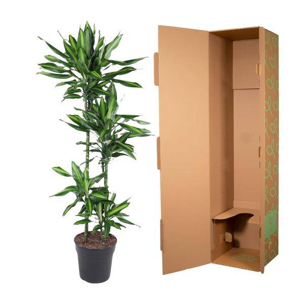 Drachenbaum – Dracaena Cintho 150cm – Ø27cm – Zimmerpflanze mit grünen Blättern & hellgrünem Rand – Tropische pflegeleichte Dekopflanze für Wohnzimmer, Büro & Wintergarten 
