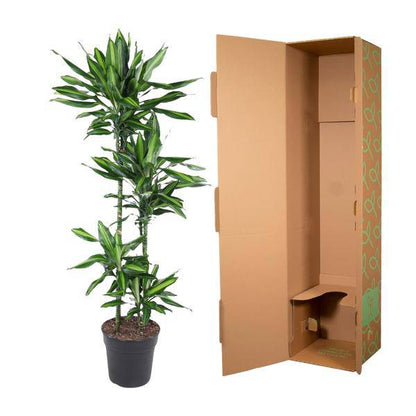 Drachenbaum – Dracaena Cintho 150cm – Ø27cm – Zimmerpflanze mit grünen Blättern & hellgrünem Rand – Tropische pflegeleichte Dekopflanze für Wohnzimmer, Büro & Wintergarten 