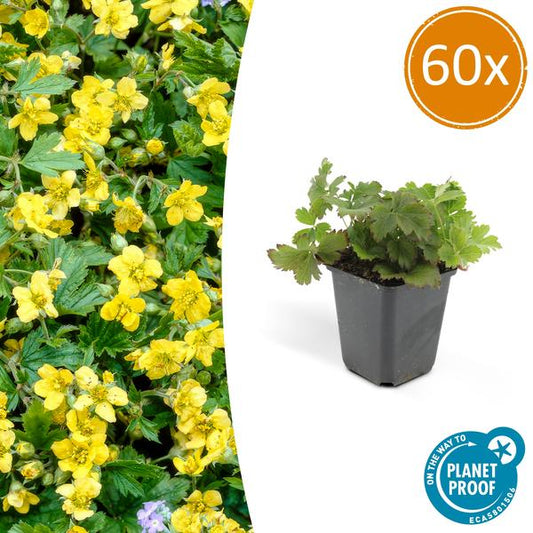 Waldsteinie - Waldsteinia ternata - ↕10-25cm - Ø9cm - 60 Pflanzen – Robuste Bodendeckerpflanze mit gelben Blüten – Sonnig & Halbschattig – Pflegeleicht 