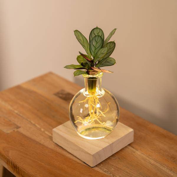 Calathea Hydroponie-Mischung im Samoa Glas mit LED Beleuchtung – Ø12cm – 10cm hoch – pflegeleichte Zimmerpflanze ohne Erde – dekoratives grünes Laub 