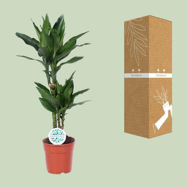 Drachenbaum - Dracaena Janet Lind - Zimmerpflanze - Ø17cm - ↕70cm 