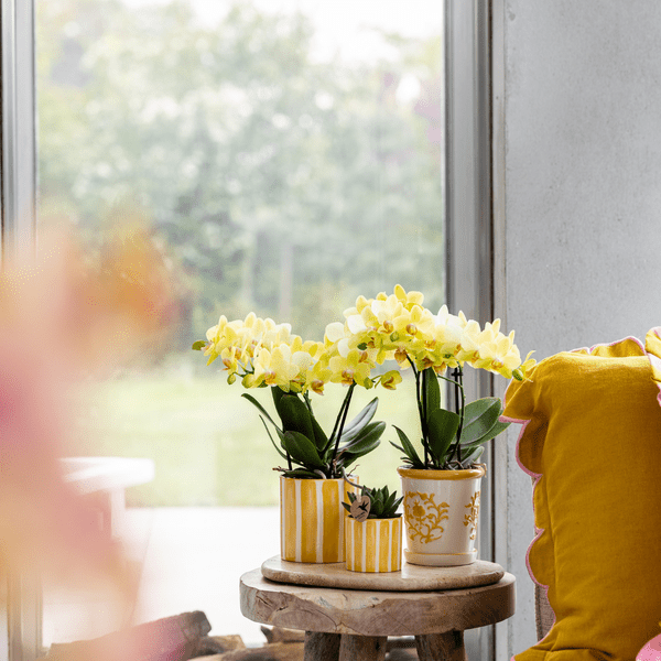 Orchidee Mexico Gelb und Sukkulente im Painted Stripe Ziertopf Gelb Ø9cm & Ø6cm – Pflanzenset – Zimmerpflanzen im modernen Design – Mediterrane Trendkollektion 