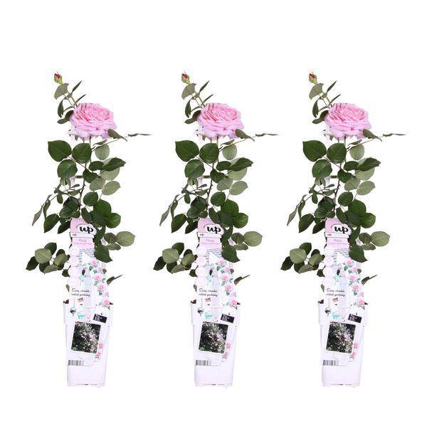 Kletterose - Rose Verrückt nach Liebe 'Pink' - ↨65cm - Ø15cm - 3 Stück 