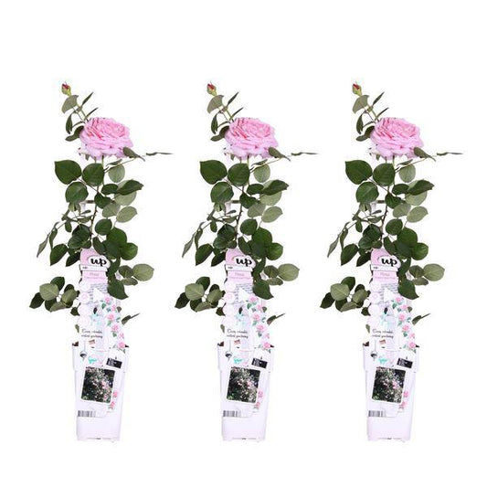 Kletterose - Rose Verrückt nach Liebe 'Pink' - ↨65cm - Ø15cm - 3 Stück 