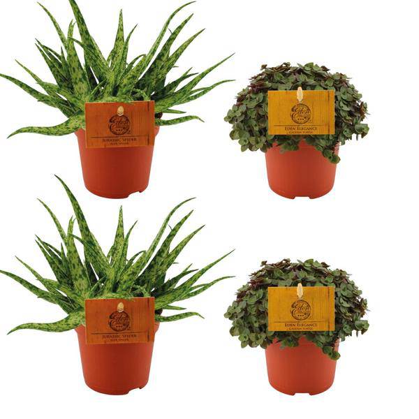 Aloe Spider + ,Callisia Turtle – 4 Zimmerpflanzen im Set – Ø10.5cm – ↕10cm – Pflegeleichte Sukkulenten & Grünpflanzen – Dekorativ & robust – Für Fensterbank, Wohnzimmer & Büro 