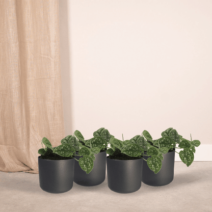 Efeutute - Scindapsus Pictus Epipremnum - Zimmerpflanze - 5cm - ø12cm - 4 Stück 