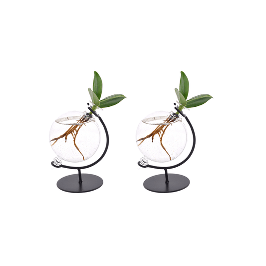 Clusia im Victoria Glas – Balsamapfel – 2 Stück – Ø5cm – Höhe ca. 10cm – Dekorative Hydroponie-Zimmerpflanze – Pflegeleicht & stilvoll – Für Wohnzimmer & Büro 