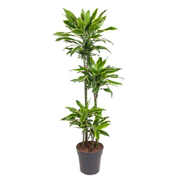 Drachenbaum – Dracaena Golden Coast 140cm – Ø27cm – Zimmerpflanze mit grün-goldenen Blättern – Pflegeleichte Grünpflanze für Wohnzimmer, Büro & Wintergarten 