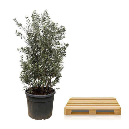 Olivenbaum - Olea Europaea Strauch - 225cm - Ø50cm 