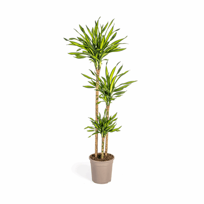 Dracaena Deremensis Rikki - Drachenbaum - Zimmerpflanze - Ø24cm - ↕130-150cm 