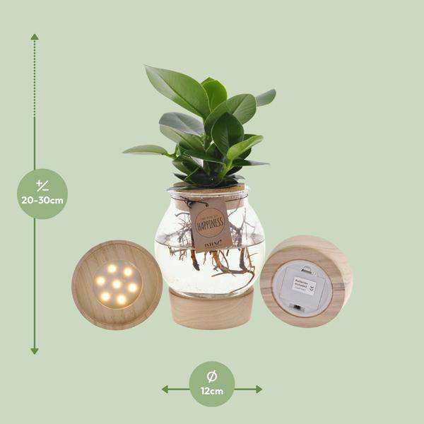 Clusia In Sphärischem Glas + Schnappkorken + LED - Ø12cm - ↕30cm 