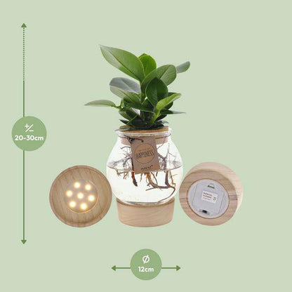 Clusia In Sphärischem Glas + Schnappkorken + LED - Ø12cm - ↕30cm 