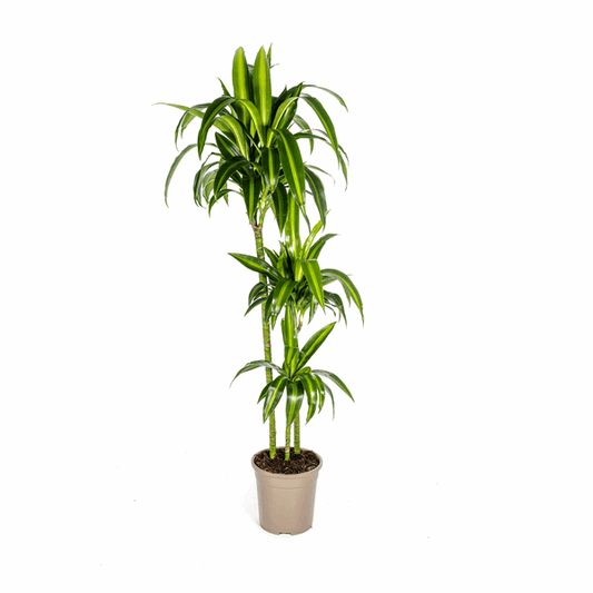 Dracaena Deremensis Hawaiian Sunshine – Drachenbaum – Ø24cm – ↕130-150cm – Tropische Zimmerpflanze mit gelb-grünen Blättern – Pflegeleicht & luftreinigend 