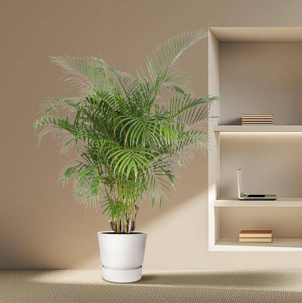 Goldfruchtpalme Dypsis Lutescens – Areca-Palme – 200cm hoch – Ø40cm – Große tropische Zimmerpflanze mit federartigen Blättern – Pflegeleicht & dekorativ – Für Wohnzimmer, Büro & Innenräume 