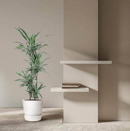 Drachenbaum – Dracaena Warneckei 150cm – Ø24cm – Zimmerpflanze mit weiß-grün gestreiften Blättern – Pflegeleichte Grünpflanze für Wohnzimmer, Büro & Wintergarten 