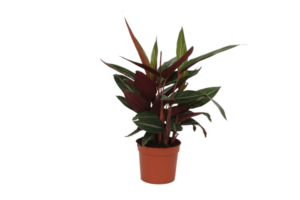 Calathea Stripestar – Korbmarante – Ø12cm – 40cm hoch – Zimmerpflanze mit dekorativen Blättern – Luftreinigend & pflegeleicht 