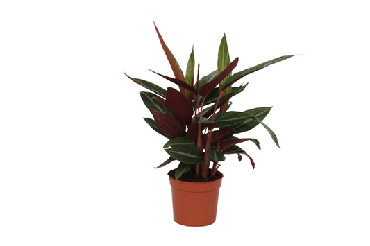 Calathea Stripestar – Korbmarante – Ø12cm – 40cm hoch – Zimmerpflanze mit dekorativen Blättern – Luftreinigend & pflegeleicht 