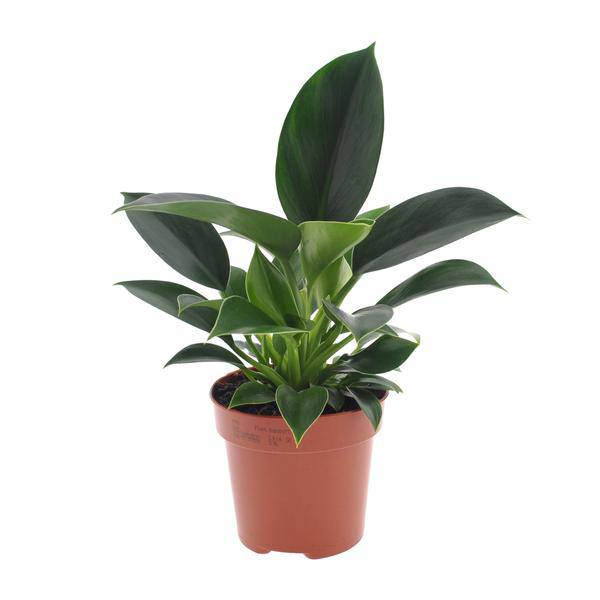 Baumfreund - Philodendron Green Princess - Zimmerpflanze - Ø12cm - ↕25cm 