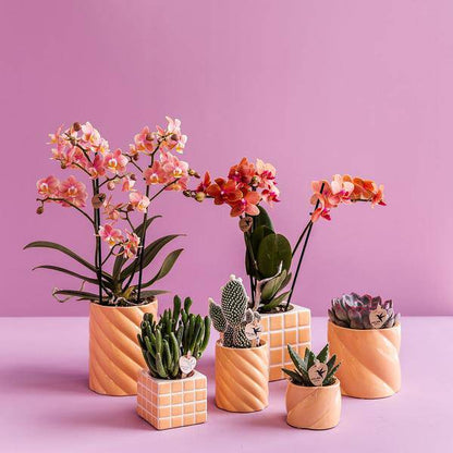 Candy Blumentopf Hoch Pfirsich Ø9cm – Dekorativer Keramiktopf in moderner Form – Pflanzentopf für Orchideen, Grünpflanzen & Sukkulenten – Stilvolle Blumendeko für Wohnzimmer, Küche & Büro 