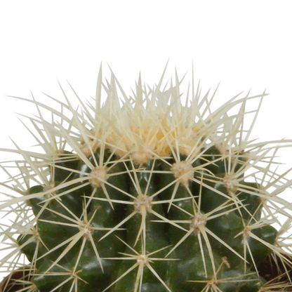 Kaktus - Bolcactus - Mix - Zimmerpflanze - 8,5 cm 