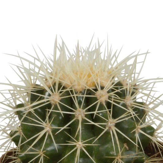 Kaktus - Bolcactus - Mix - Zimmerpflanze - 8,5 cm 