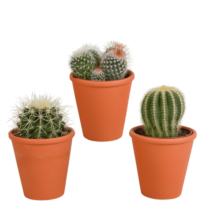 Kaktus - Bolcactus - Mix - 8,5 cm - Zimmerpflanze - im Terrakotta-Topf 