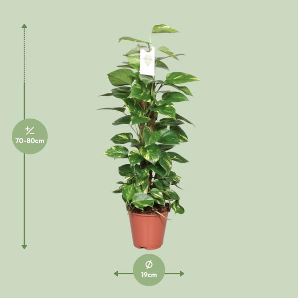 Efeutute Epipremnum Scindapsus Pinnatum – Goldene Efeutute am Moosstock – Ø19cm – ↕80cm – Luftreinigende Zimmerpflanze mit herzförmigen Blättern – Pflegeleicht & dekorativ – Für Wohnzimmer & Büro 