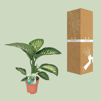 Dieffenbachie - Dieffenbachia seguine 'Tropic Snow' - Zimmerpflanze - Ø19cm - ↕70cm 