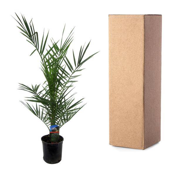 Phoenix Canariensis – Kanarische Dattelpalme – Exotische Zimmer- und Kübelpflanze – Palme für Garten, Terrasse & Wohnung – Ø15cm – ↕80cm 