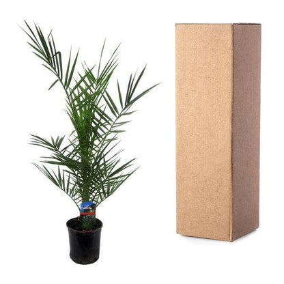 Phoenix Canariensis – Kanarische Dattelpalme – Exotische Zimmer- und Kübelpflanze – Palme für Garten, Terrasse & Wohnung – Ø15cm – ↕80cm 