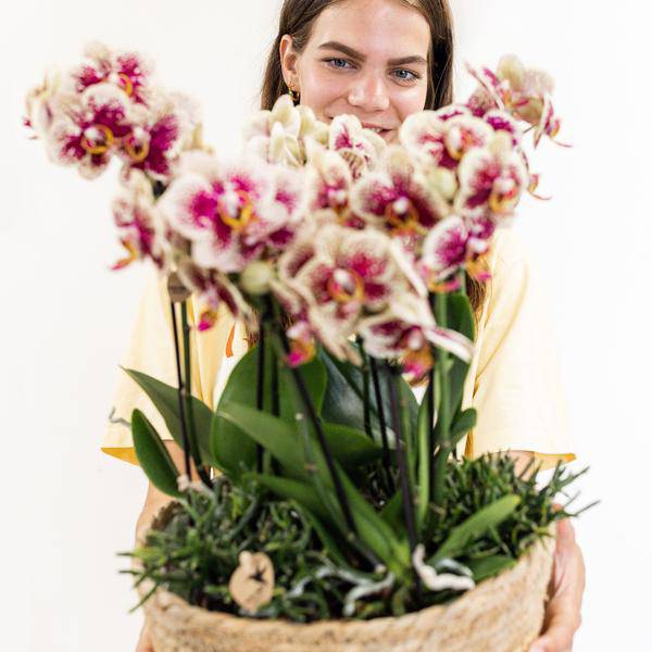 Einlage mit Wasserreservoir für Orchideenschale – Bewässerungssystem für Orchideen – Jungle-Bouquet 3x9cm + 3x WaterWicks – Selbstbewässerung für Kolibri Orchideen – Ø25cm 