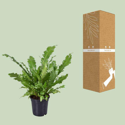 Nestfarn - Asplenium Nidus - Zimmerpflanze - Ø17cm - ↕45cm 
