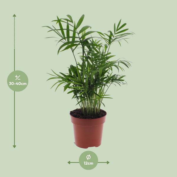 Mexikanische Bergpalme – Chamaedorea Elegans – Ø12cm x H40cm – Pflegeleichte Zwergpalme für Innenräume – Für Halbschatten – Luftreinigende Zimmerpflanze 