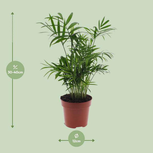 Mexikanische Bergpalme – Chamaedorea Elegans – Ø12cm x H40cm – Pflegeleichte Zwergpalme für Innenräume – Für Halbschatten – Luftreinigende Zimmerpflanze 