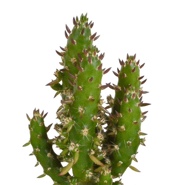 Kakteen - Mix - 5,5 cm - 5 Stück - Zimmerpflanze - im Topf 