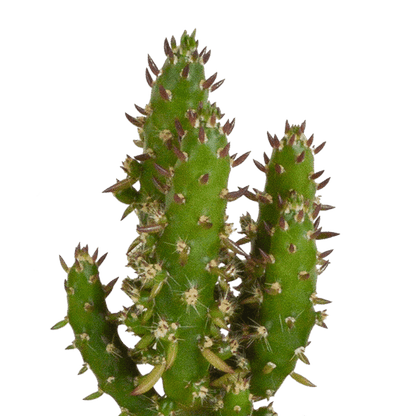 Kakteen - Mix - 5,5 cm - 5 Stück - Zimmerpflanze - im Topf 