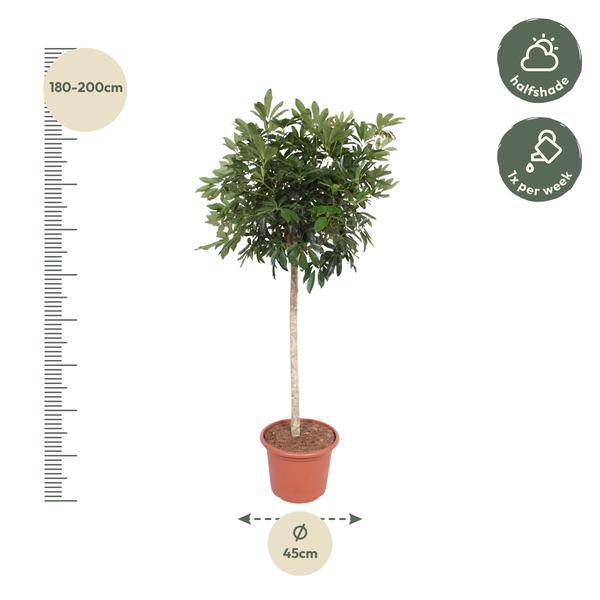 Strahlenaralie – Schefflera Arboricola Compacta – Große Zimmerpflanze 190 cm – Immergrün & Pflegeleicht – Ø45 cm Topf – Ideal für Büro & Wohnzimmer 