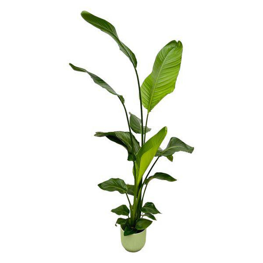Strelitzia Nicolai – Baum-Strelitzie – Zimmerpflanze ca. 130cm – ø18cm – inkl. Pflanzgefäß Vibes Fold Grün – Weißer Paradiesvogel – Tropische Grünpflanze für Wohnzimmer, Büro & Wintergarten 