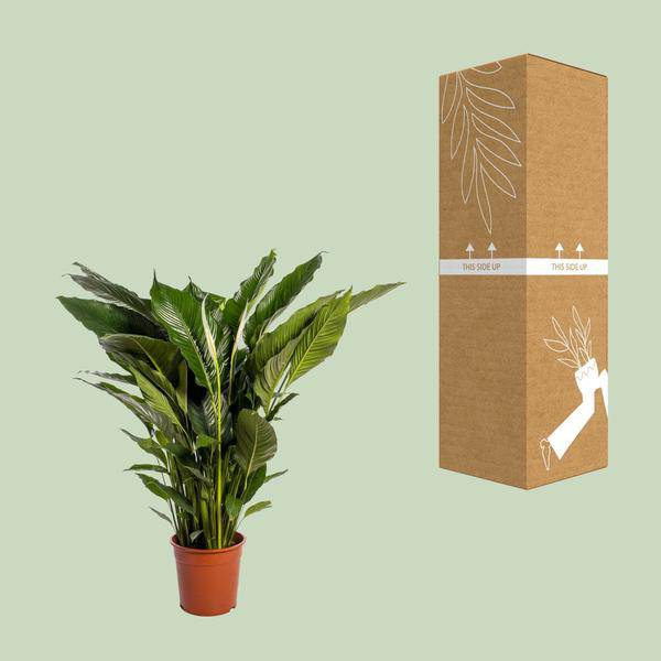 Einblatt - Spathiphyllum Sweet Sebastiano - Zimmerpflanze - Ø24cm - ↕110cm 