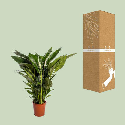 Einblatt - Spathiphyllum Sweet Sebastiano - Zimmerpflanze - Ø24cm - ↕110cm 