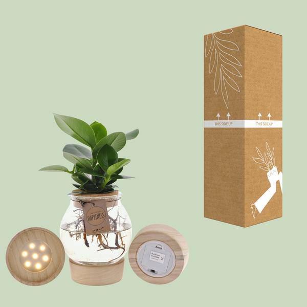 Clusia In Sphärischem Glas + Schnappkorken + LED - Ø12cm - ↕30cm 